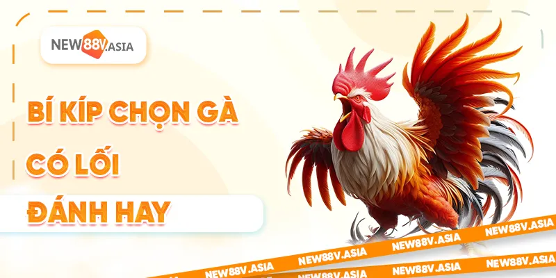 Lối gà chọi hay nhất: Bí kíp chọn và phát triển chiến kê 2 Bí kíp chọn gà có lối đánh hay