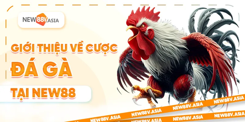 Top 5 Mẹo Cược Đá Gà New88 Dễ Thắng Nhất 2025 1 Giới Thiệu Về Cược Đá Gà Tại New88 2025