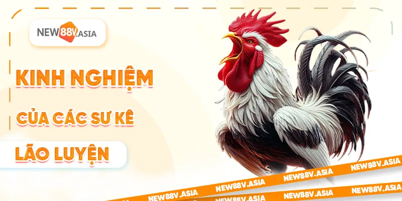 Lối gà chọi hay nhất: Bí kíp chọn và phát triển chiến kê 4 Kinh nghiệm của các sư kê lão luyện